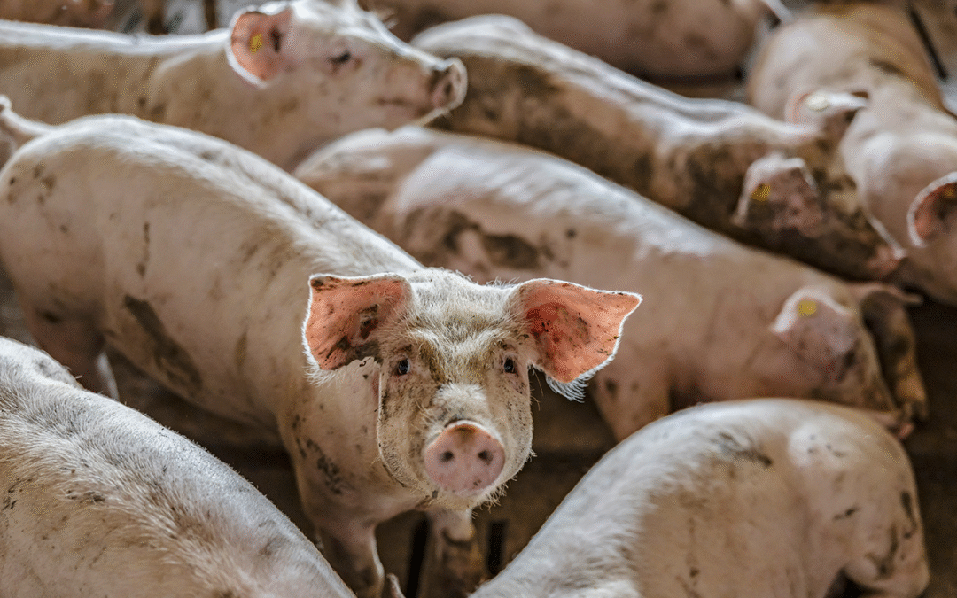 National citizen panel on animal welfare to point to the future of Danish pig production